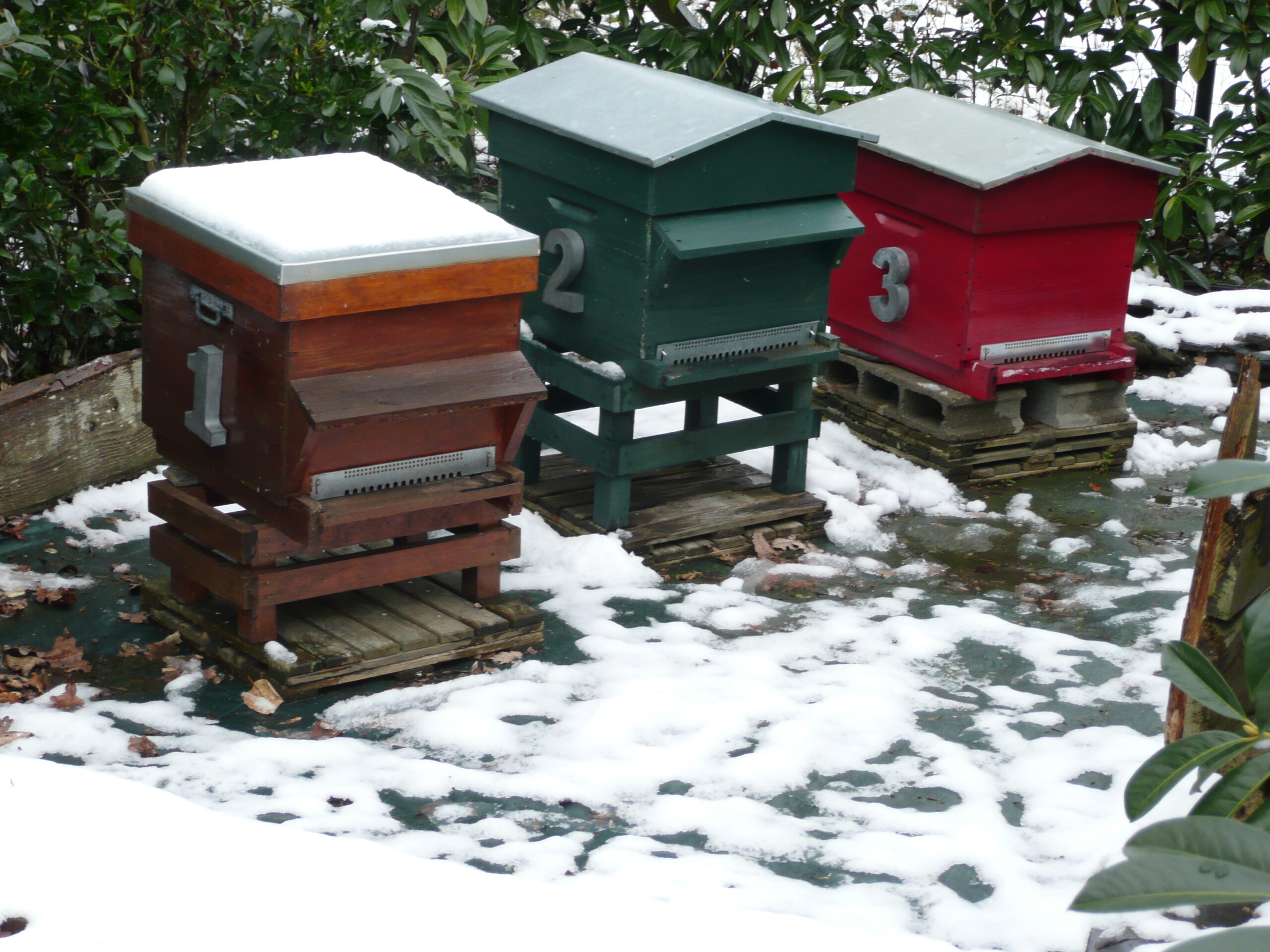 20120131 Ruches en hiver Ruches au jardin en Hiver