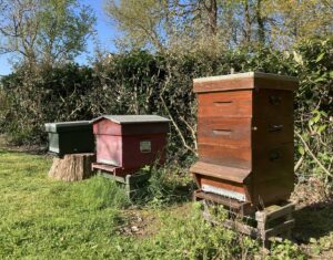 Ruches au jardin Printemps