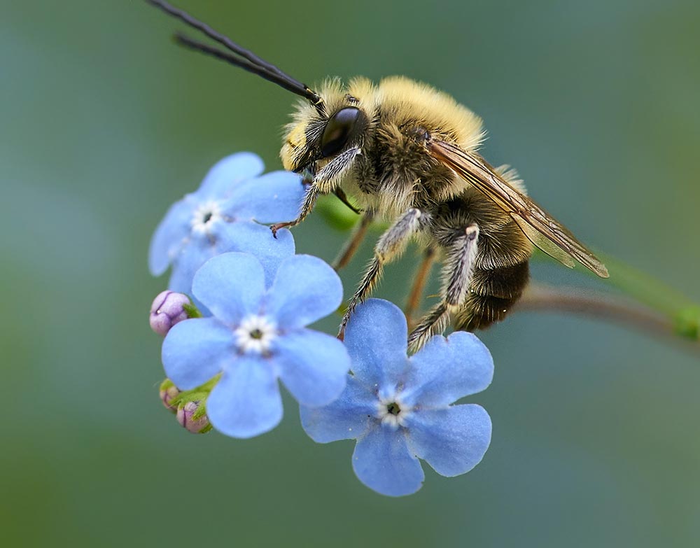 Abeille sur myosotis