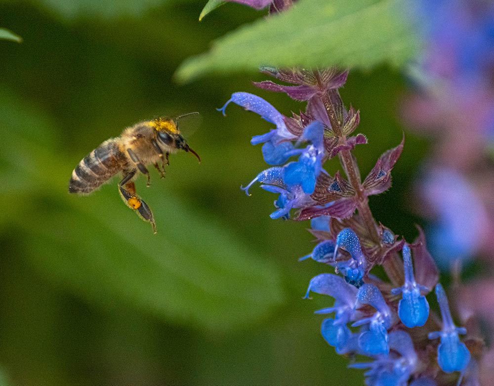 miel colibri