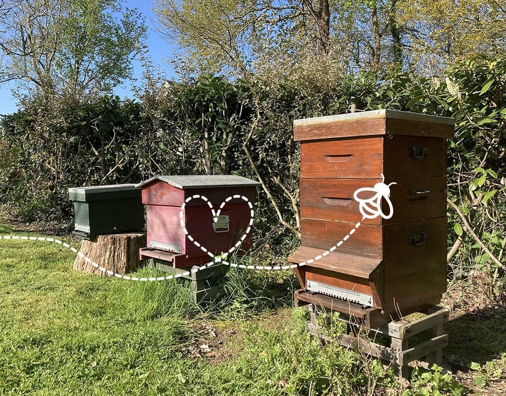 ruches miel colibri ruches miel colibri